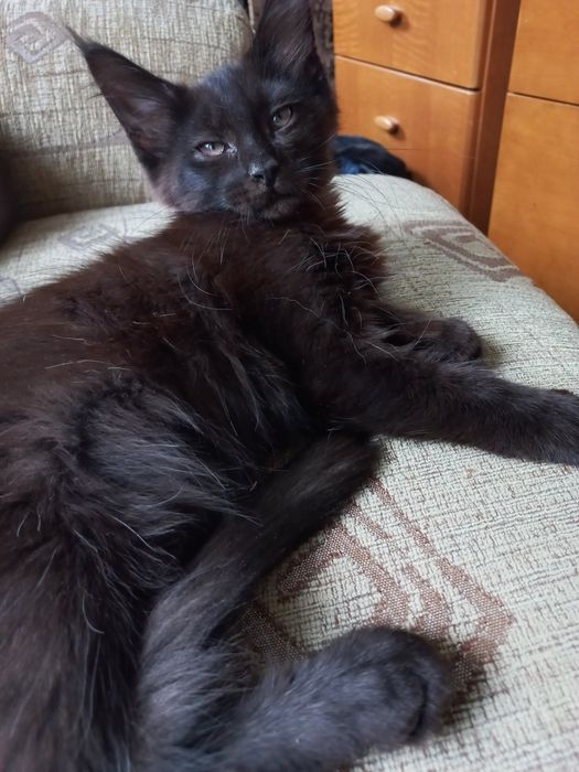 Miziasty kocurek Maine Coon
