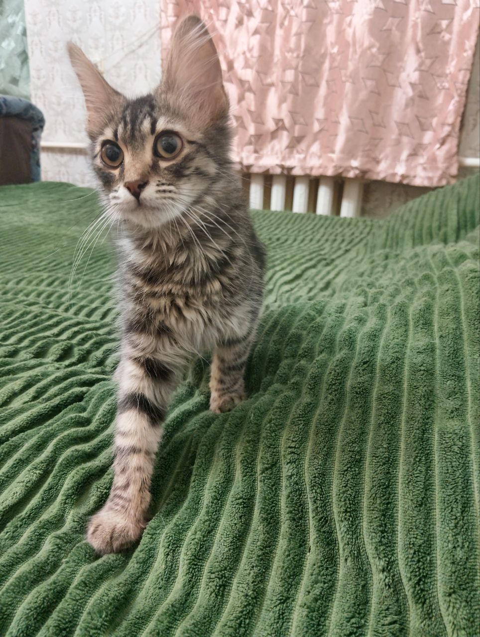 Котёнок Мейн Кун, с документами