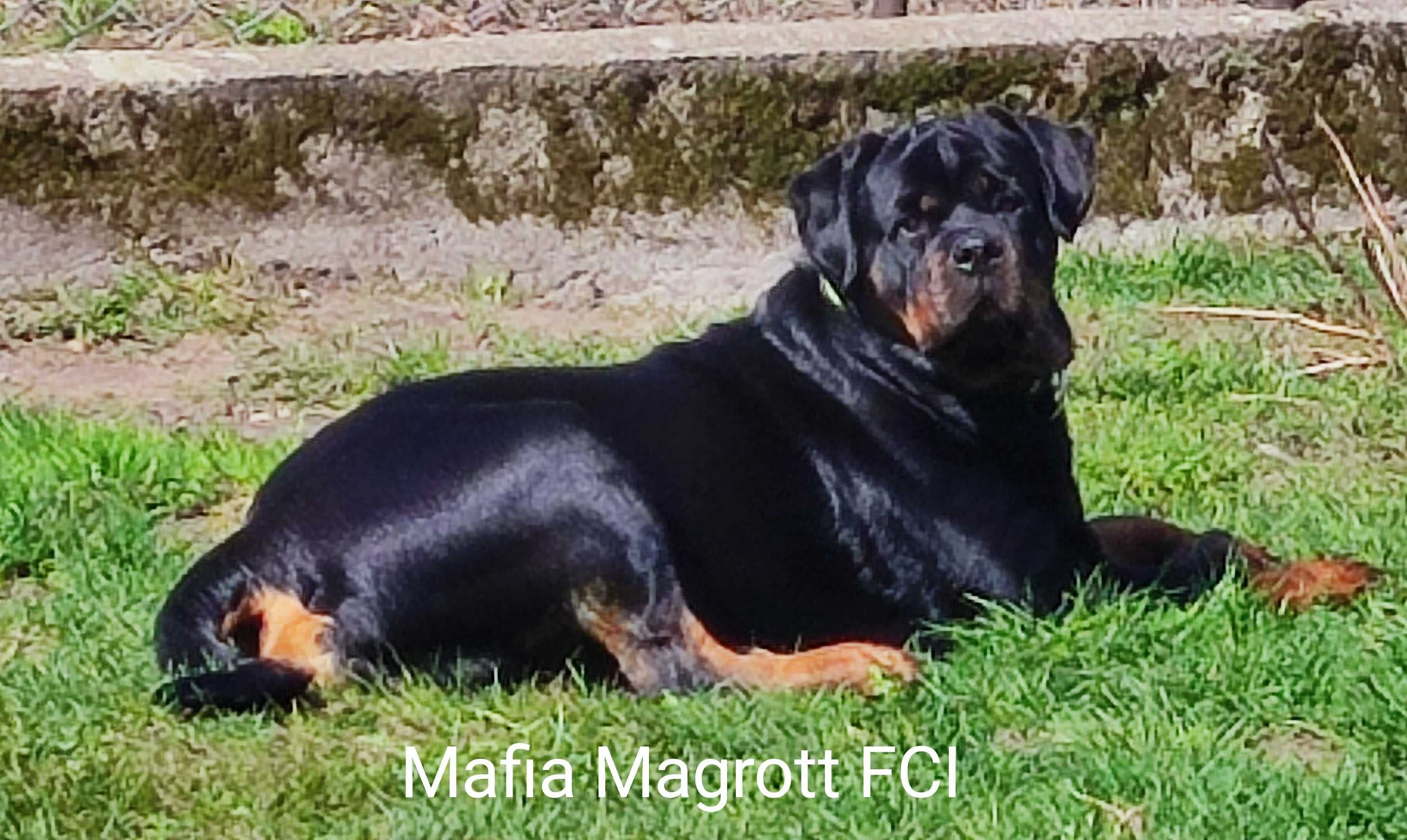 Rottweiler szczeniaczek