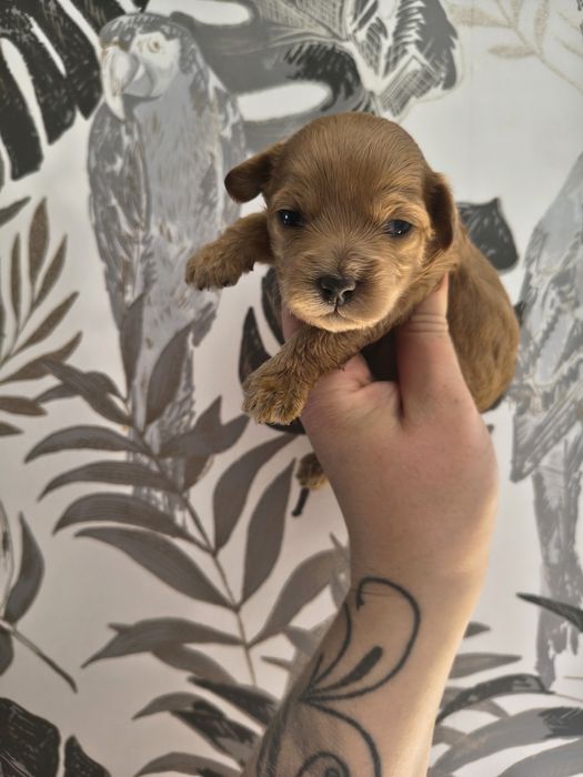 Maltipoo suczka do rezerwacji !