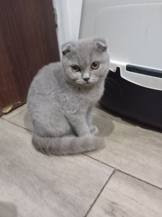 Kocurek szkocki fold