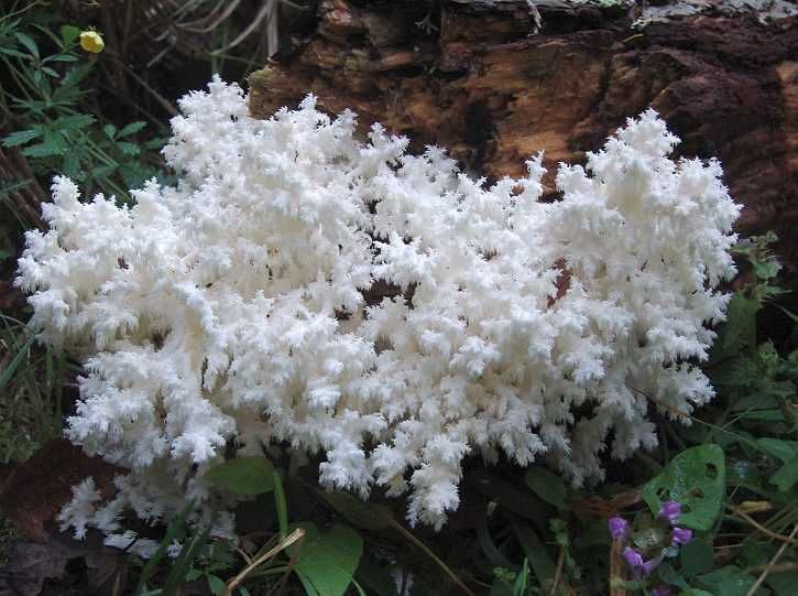 Мицелий Ежовика коралловидного