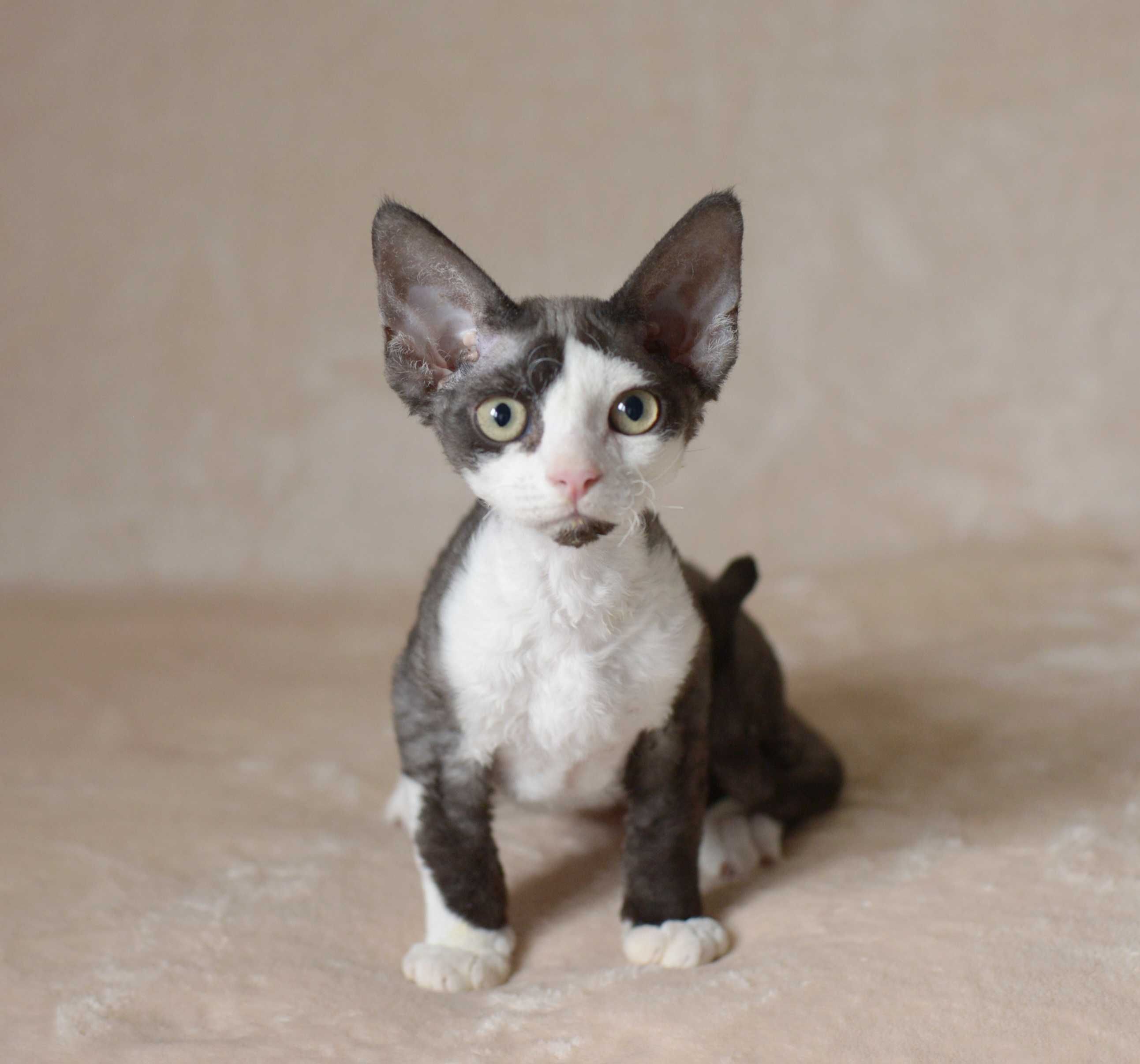 Chłopiec Devon Rex czarny z bielą