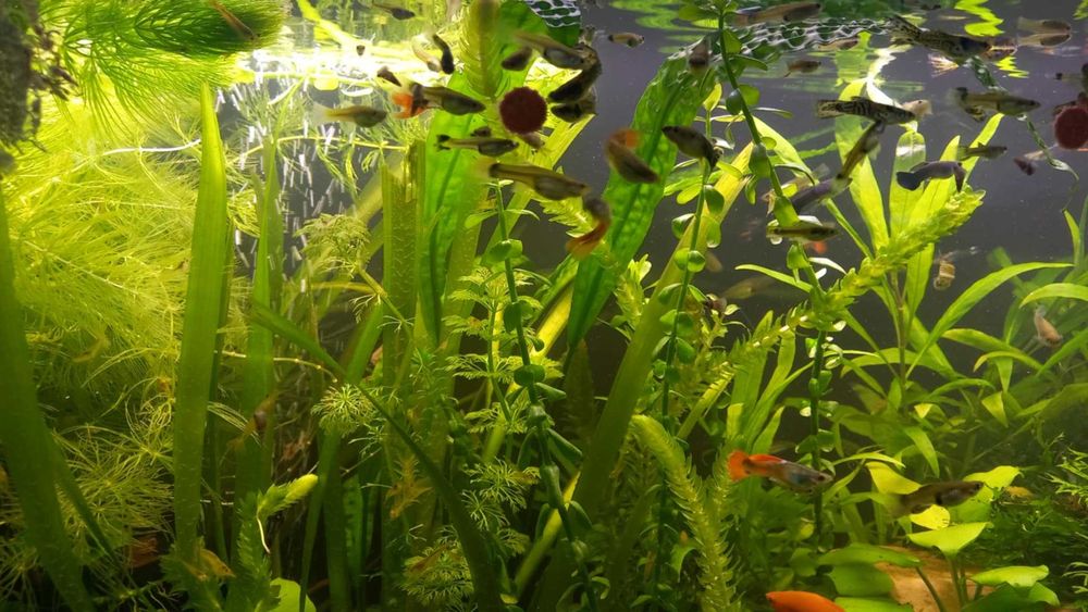 Sprzedam gupiki molinezje mieczyki glonojady krewetki helenki roślinki