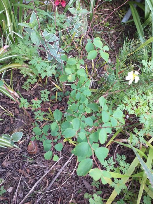 Spiraea Vanhouttei arbusto de flor branca