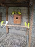 Sprzedam papugi faliste z 25r