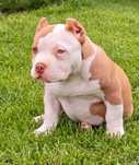 American Bully ABKC POCKET, szczeniak, GOTOWE DO ODBIORU
