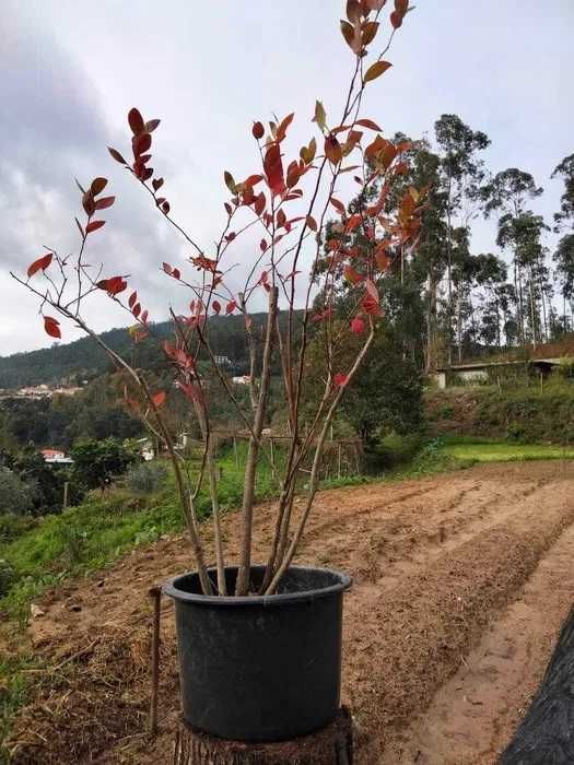 Planta mirtilo com rápida produção