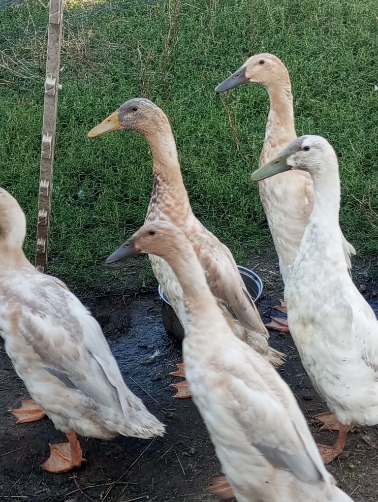 Kaczory biegusy młode gąski pomorskie call duck