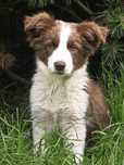 Border collie suczka - czekoladowa ZKwP FCi