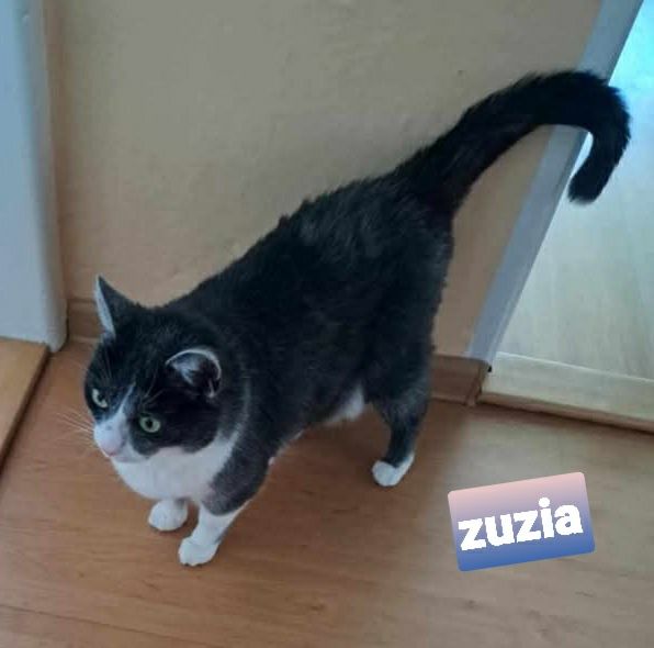Dorosła ,wysterylizowana 7 letnia kotka Zuzia szuka domku.