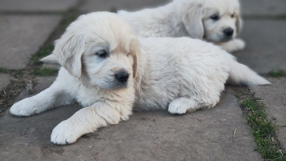Золотистий ретривер golden retriever