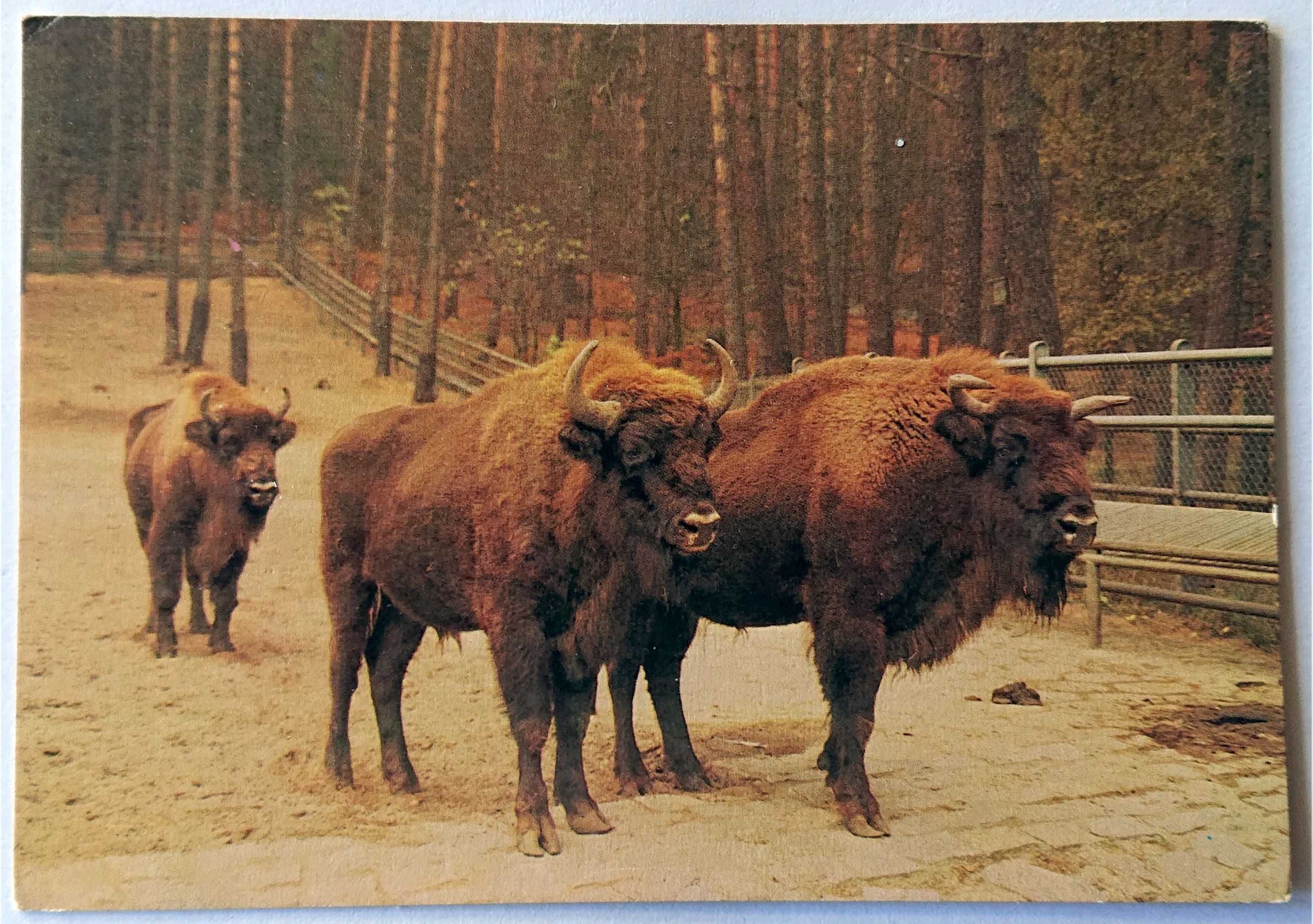 Kartka pocztowa - KAW - 1979 - Żubry - ZOO Gdańsk