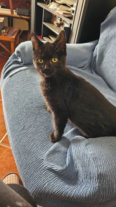 Gatinha para adopção RESPONSÁVEL