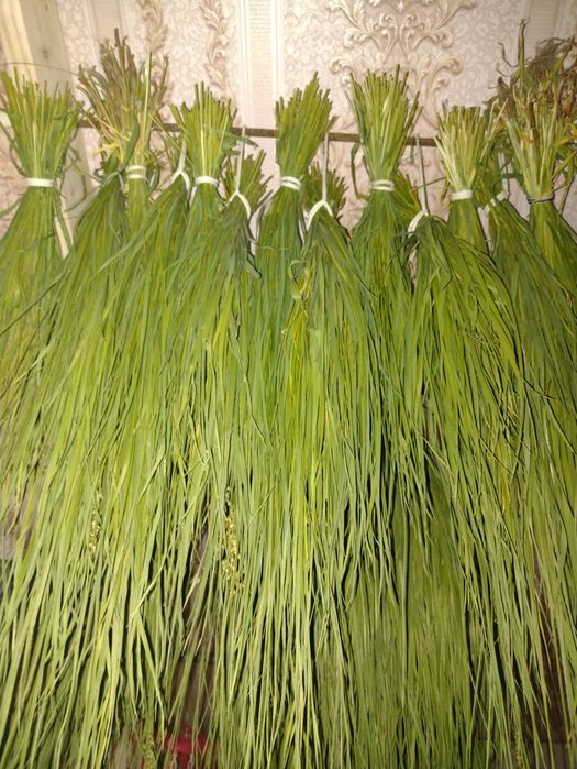 Трава зубрівка, свіжа 2025, зубровка 100г.