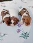 Jack Russell Terrier sunia