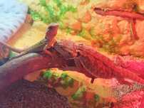 Samiec i samica agama brodata terrarium