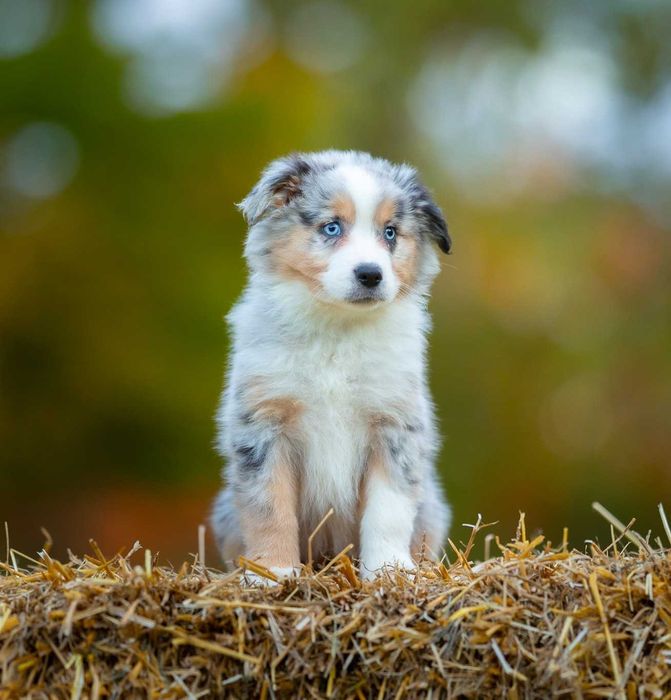 Miniaturowy Amerykański Owczarek (Miniaturowy Australijski Owczarek)