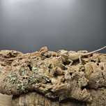 Agama Brodata Maluchy