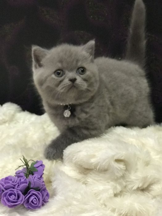 Шикарний кіт на вязку !