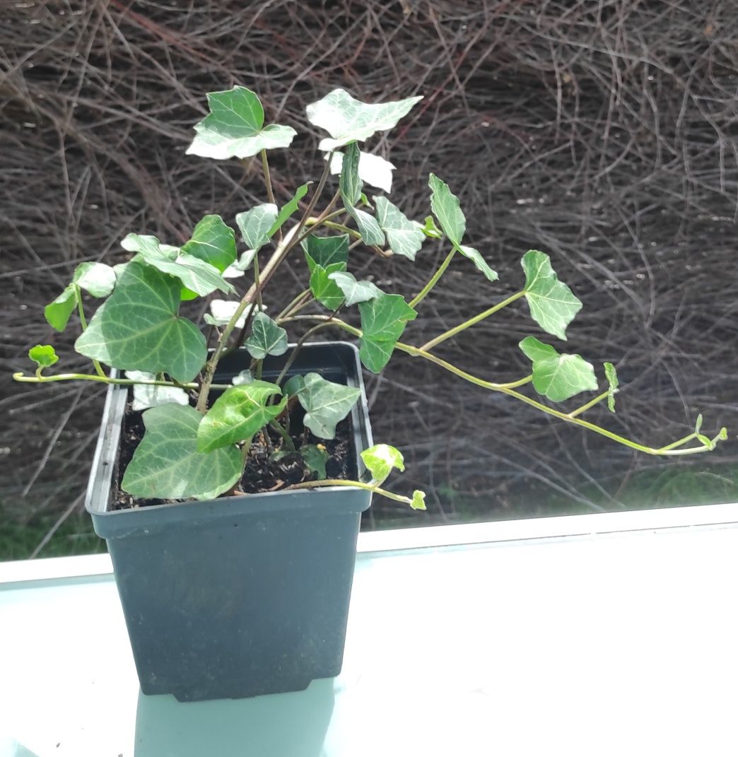 Bluszcz Hedera Helix donica 2 litry