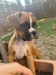 Pieski Boksery do adopcji