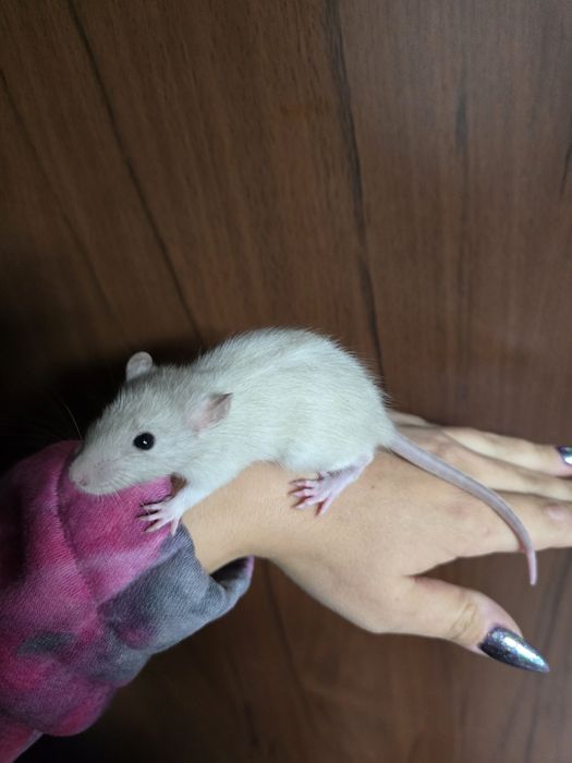 szczur szczury szczurki  samce,samice