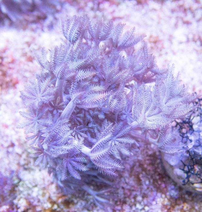 Xenia pulsująca koralowiec miękki