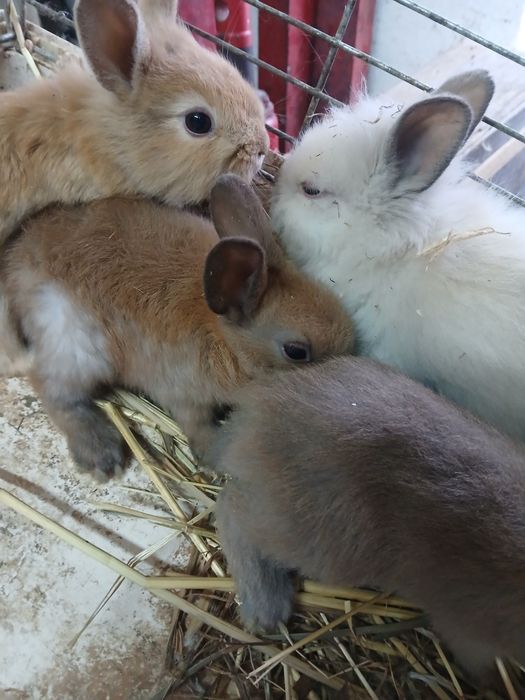Kroliki miniaturki