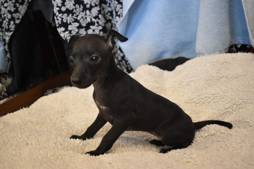 Charcik włoski- suczka