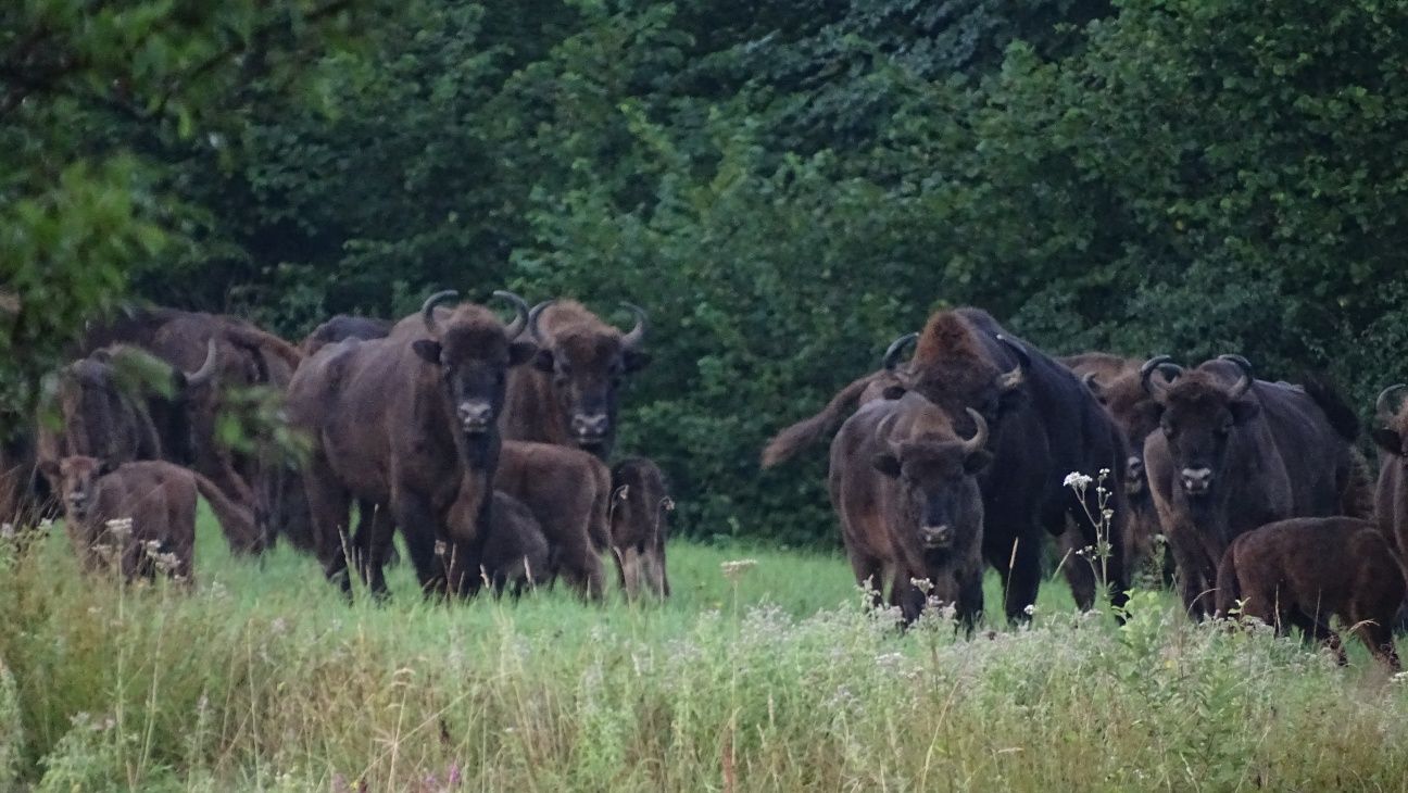 Domki Bieszczady "Żubrowe Wzgórze"