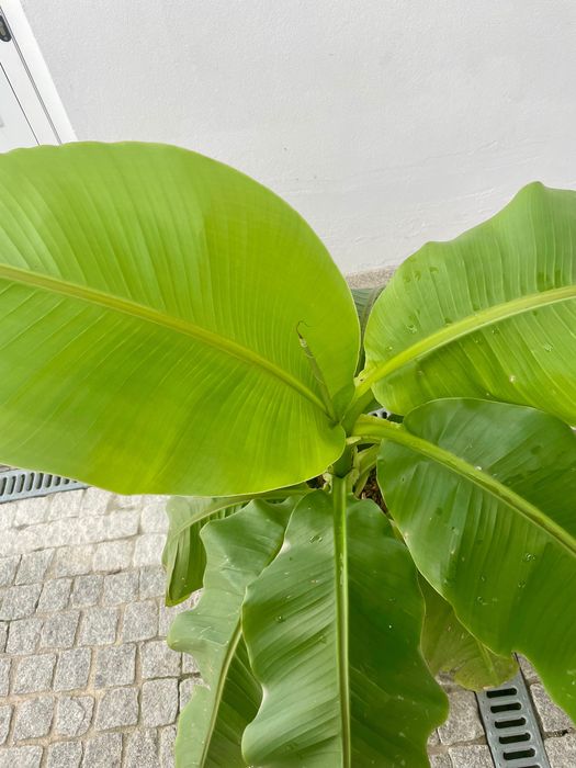 Bananeira „Musa basjoo“ com 2 rebentos