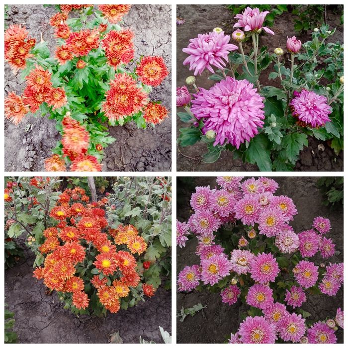 Хризантема мультифлора корейка Харків