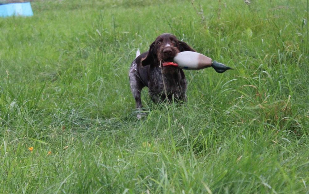 Wyżeł niemiecki szorstkowłosy / pies
