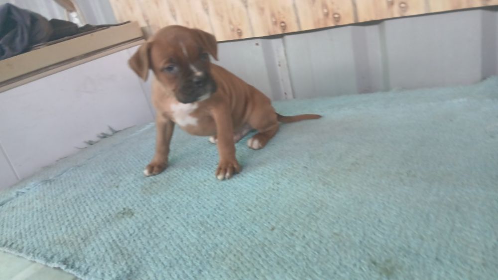 Boxer macho camurça