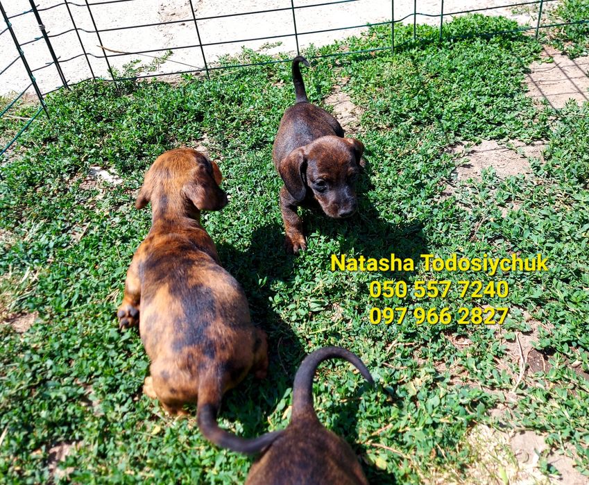 Милі пупси міні такси рідкісних окрасів