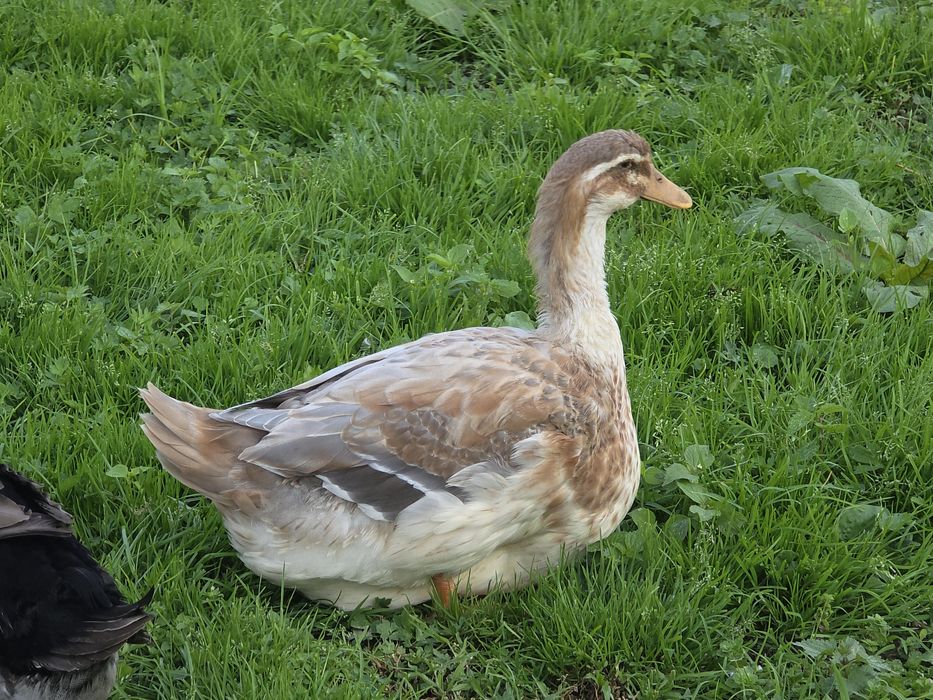 Kaczki ruańskie , kaczka ruańska