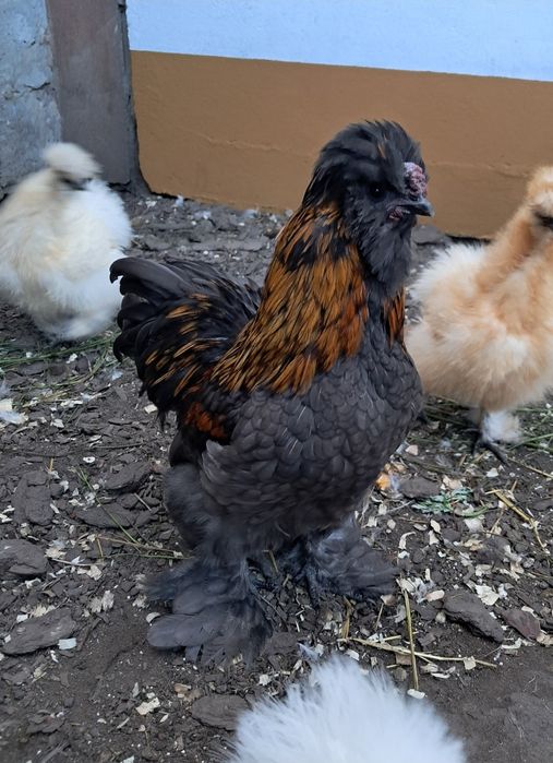 Silki, Australorp, Karzełek kochin