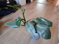 Philidendron Silver Sword, roślina doniczkowa filodendron, pnącze