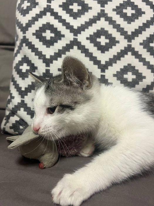 Кошенята Біла Церква (хлопчик)