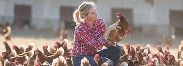 Kury Nioski młode z wolnego wybiegu ! Rosa Messa Dominant! ZAPRASZAM!