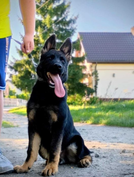 Śliczna Suczka Owaczarek