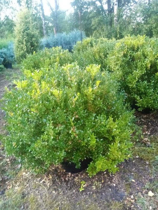 Bukszpan zimozielony, formowany. Średnica 60 cm - 30szt.