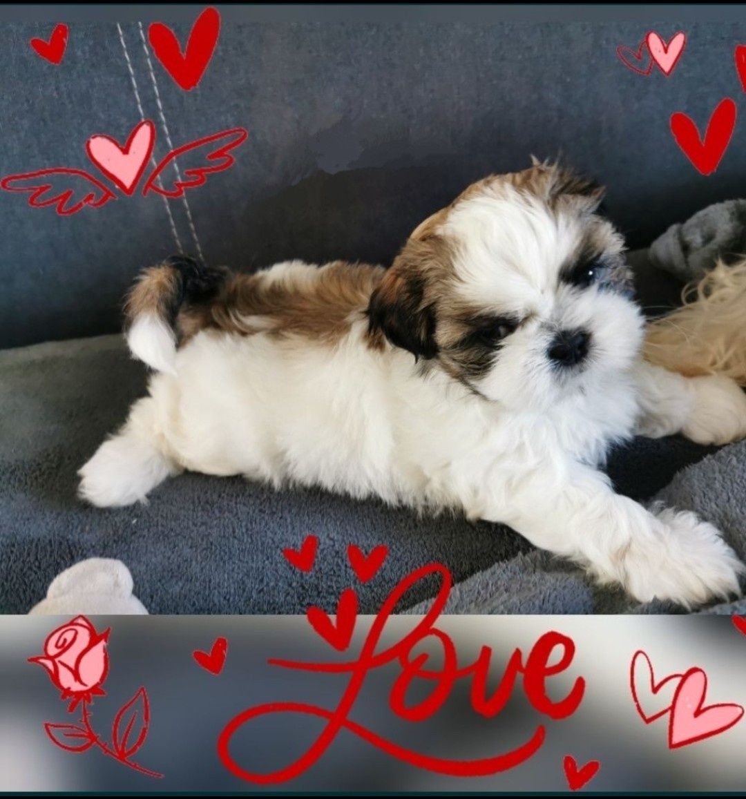 Shih-tzu śliczny szczeniak piesek shih tzu