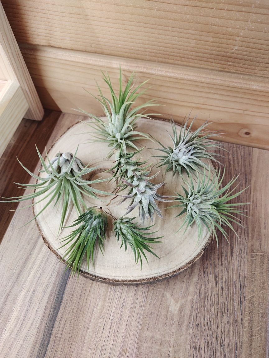 Tillandsia Ionantha scaposa, druid, silver, fuego, vanhyningii oplątwa