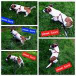 Piesek tricolor Jack Russell krótkie nózki rodzice w hodowli