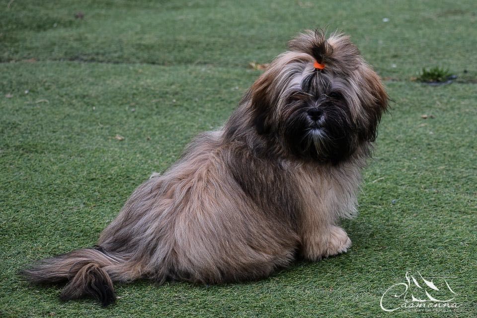 Słodka dziewczynka Lhasa Apso
