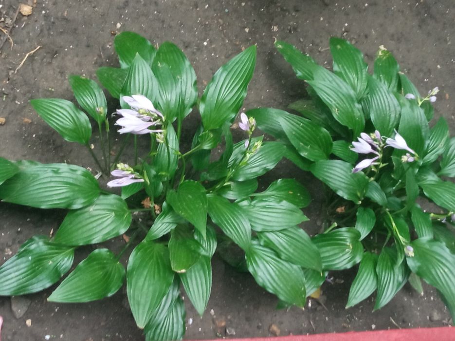 Сансевьерия. Хоста. Алое. Лилия белая