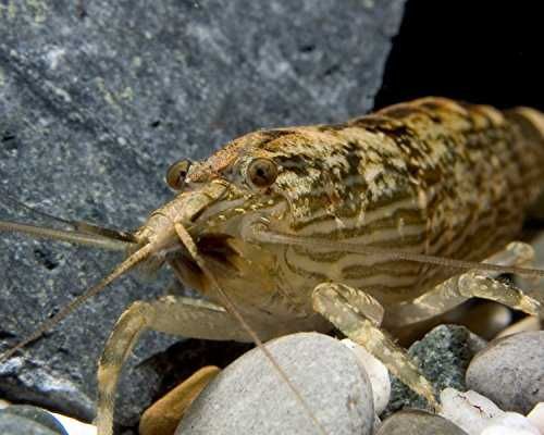 Krewetka filtrująca XXXL - Atyopsis moluccensis - Atiopka - dowóz