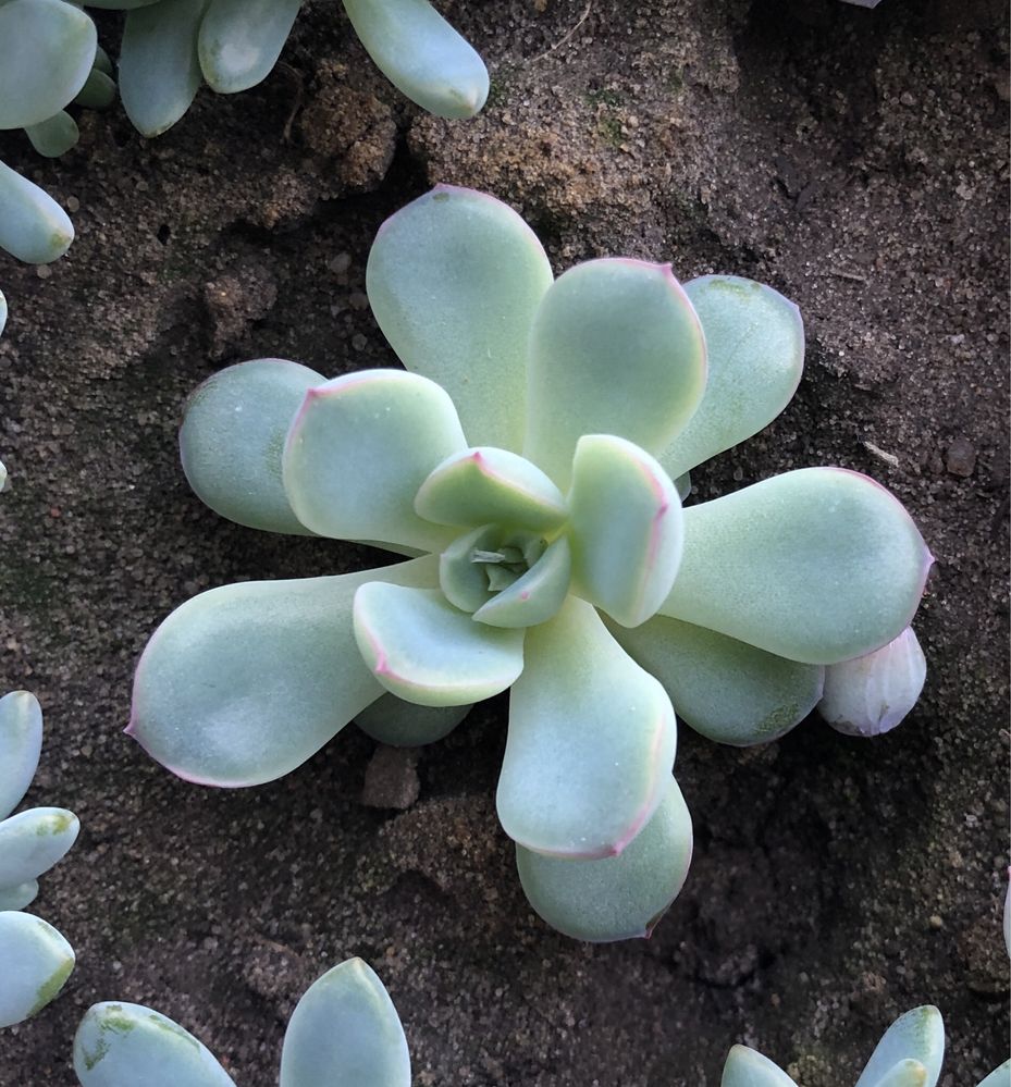 Суккулент Echeveria